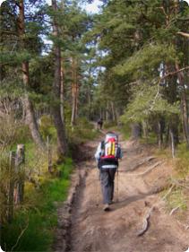 Pilger im Wald